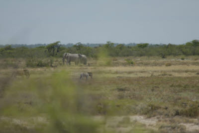 Elephants in the distance