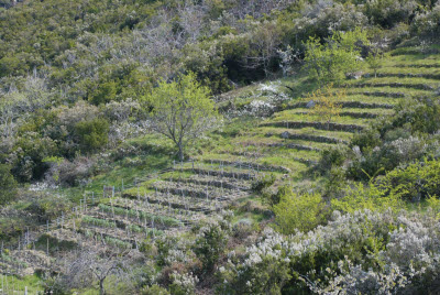 Garden Terrace Elba Island