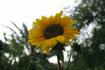 Flower in the Gardens of Okonjima