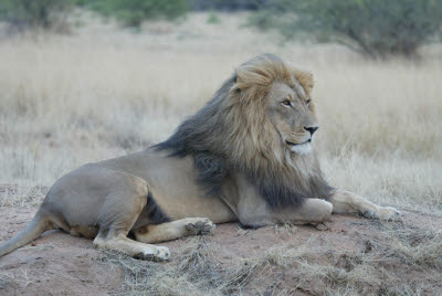 Lion at Okonjima