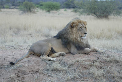 Lion at Okonjima