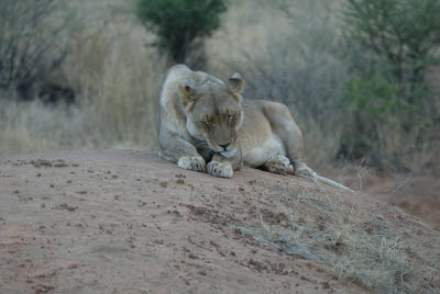 Lioness at Okonjima