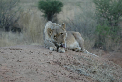 Grooming Lioness at Okonjima