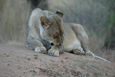 Lioness at Okonjima