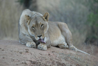 Lioness at Okonjima