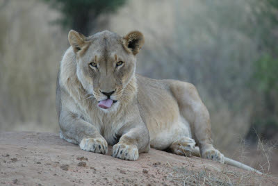 Lioness at Okonjima