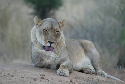 Lioness at Okonjima