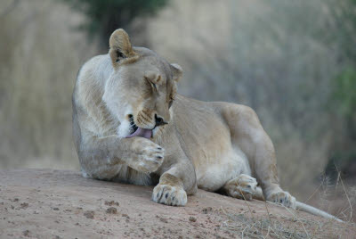 Lioness at Okonjima