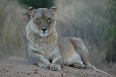 Lioness at Okonjima