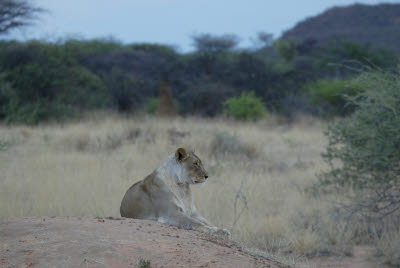 Lioness at Okonjima