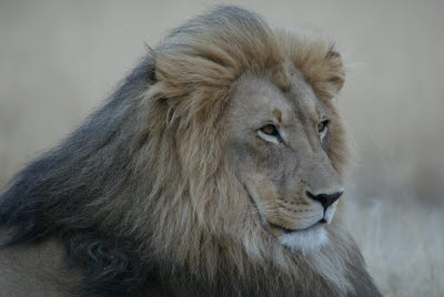 Lion at Okonjima