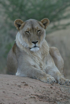 Lioness at Okonjima