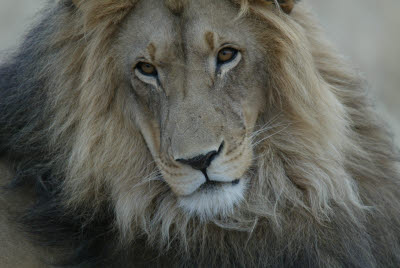 Lion at Okonjima