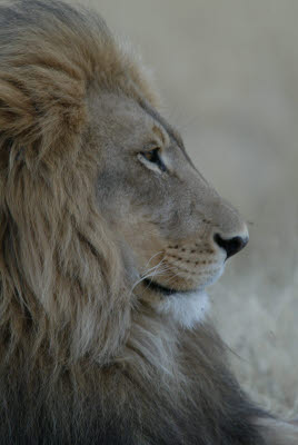 Lion at Okonjima