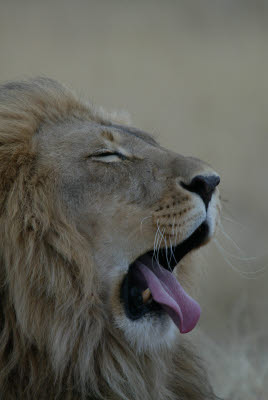 Lion at Okonjima