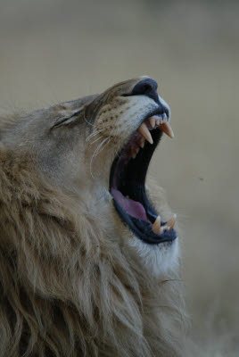 Lion at Okonjima