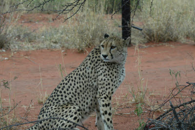 Cheetah at Okonjima