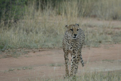 Cheetah at Okonjima