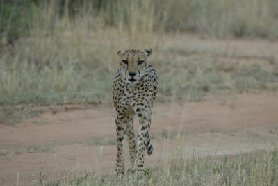 Cheetah at Okonjima