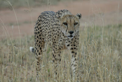 Cheetah at Okonjima