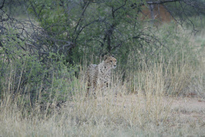 Cheetah at Okonjima