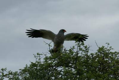 Goshawk spreads it's wings