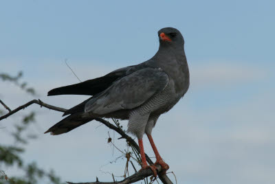 Goshawk surveys from it's perch