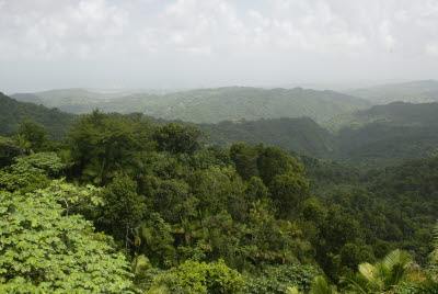 Views from El Yunque Observation Tower