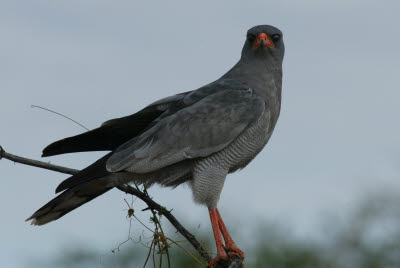 Goshawk examines the cameraman