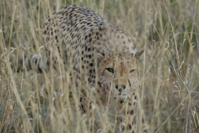 Cheetah at Okonjima