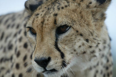 Cheetah at Okonjima