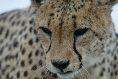 Cheetah at Okonjima