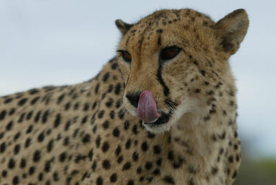 Cheetah at Okonjima