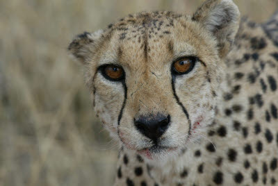 Cheetah at Okonjima