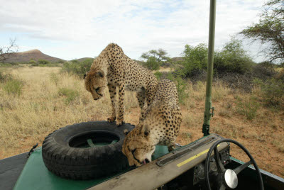 Cheetah climb aboard at Okonjima