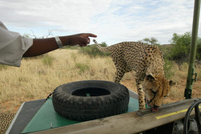Guide demonstrates poor vision of Cheetahs