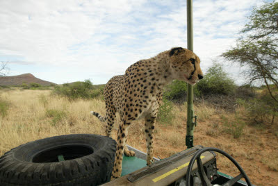 Cheetah looks at action on other truck
