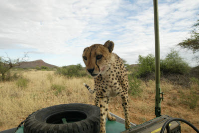 Cheetah checks out passengers
