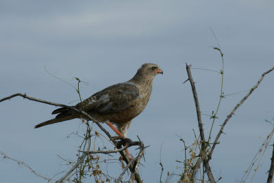 Juvenile Goshawk is more brown than grey