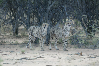 Cheetahs scan the bush