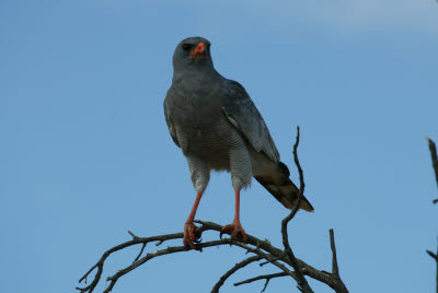 Goshawk of Okonjima