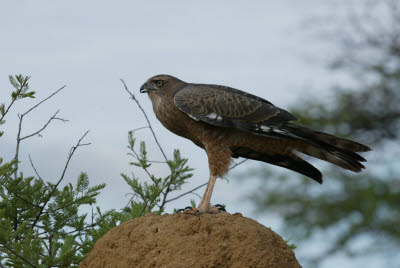 Juvenile Goshawk perched on termite mound