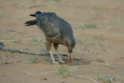 Juvenile Goshawk enjoys a handout from the guide