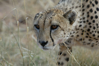 Cheetahs mouth waters with anticipation of a goshawk meal