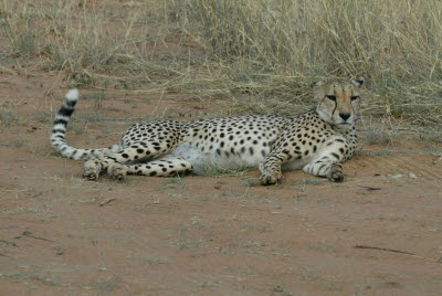 Cheetah at rest