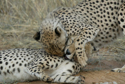 Cheetahs at play