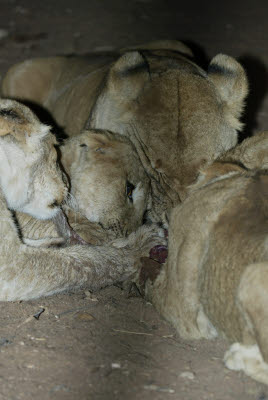 Night Lion Feed at Mt. Etjo