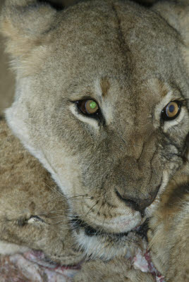 Night Lion Feed at Mt. Etjo