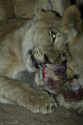 Night Lion Feed at Mt. Etjo