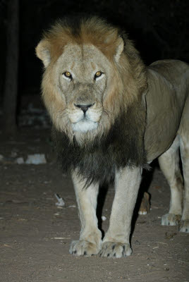 Night Lion Feed at Mt. Etjo